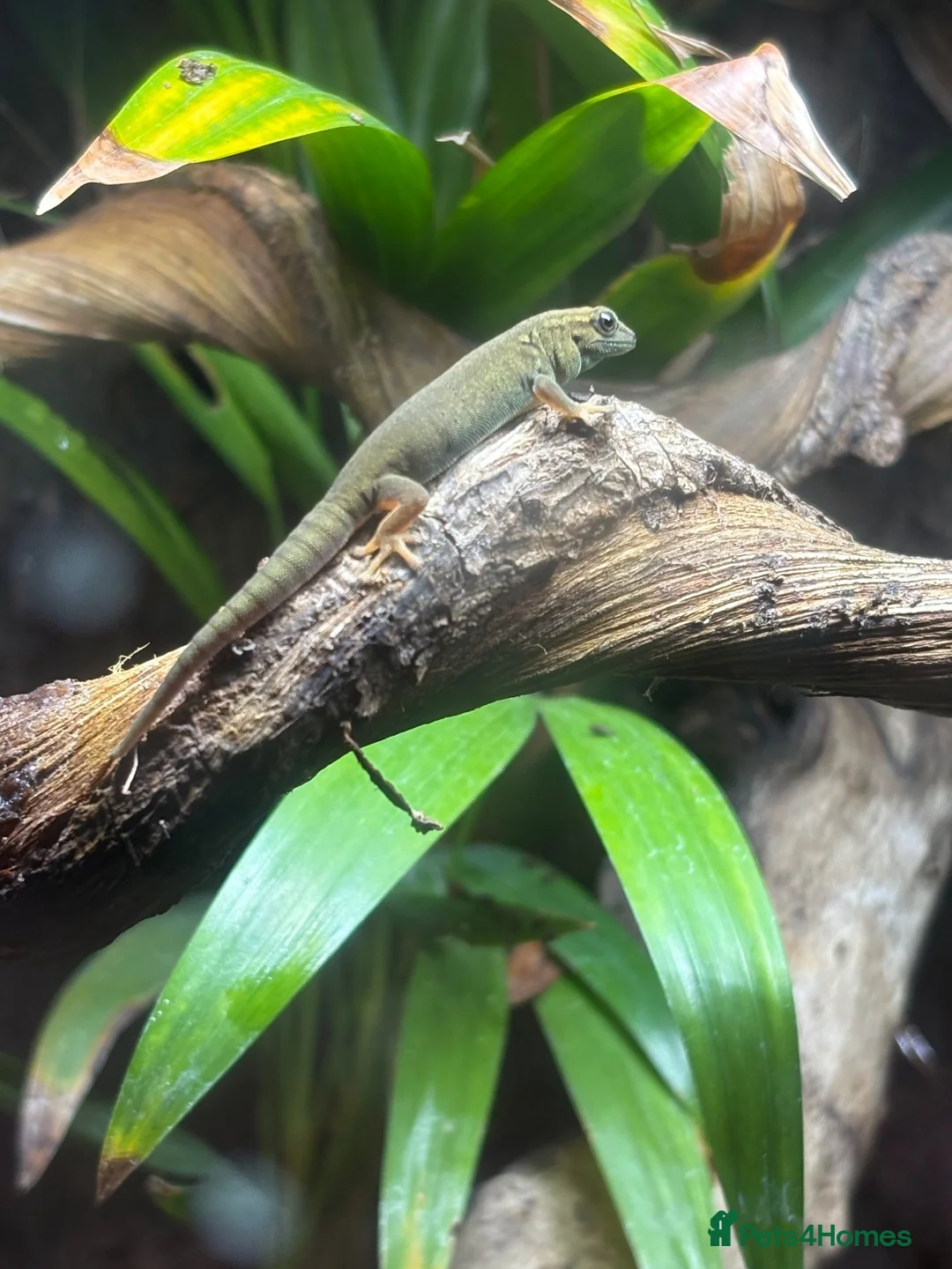 Gecko reptiles for sale: Electric blue day gecko (Williamsi) in Welling - Advert 2