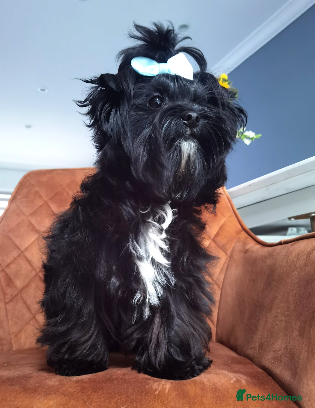 Yorkshire Terrier dogs for sale: Very Cute little Boy❤️ - Image 1