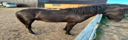 Dartmoor horses for sale: Woody looking for a new home  - Advert 5