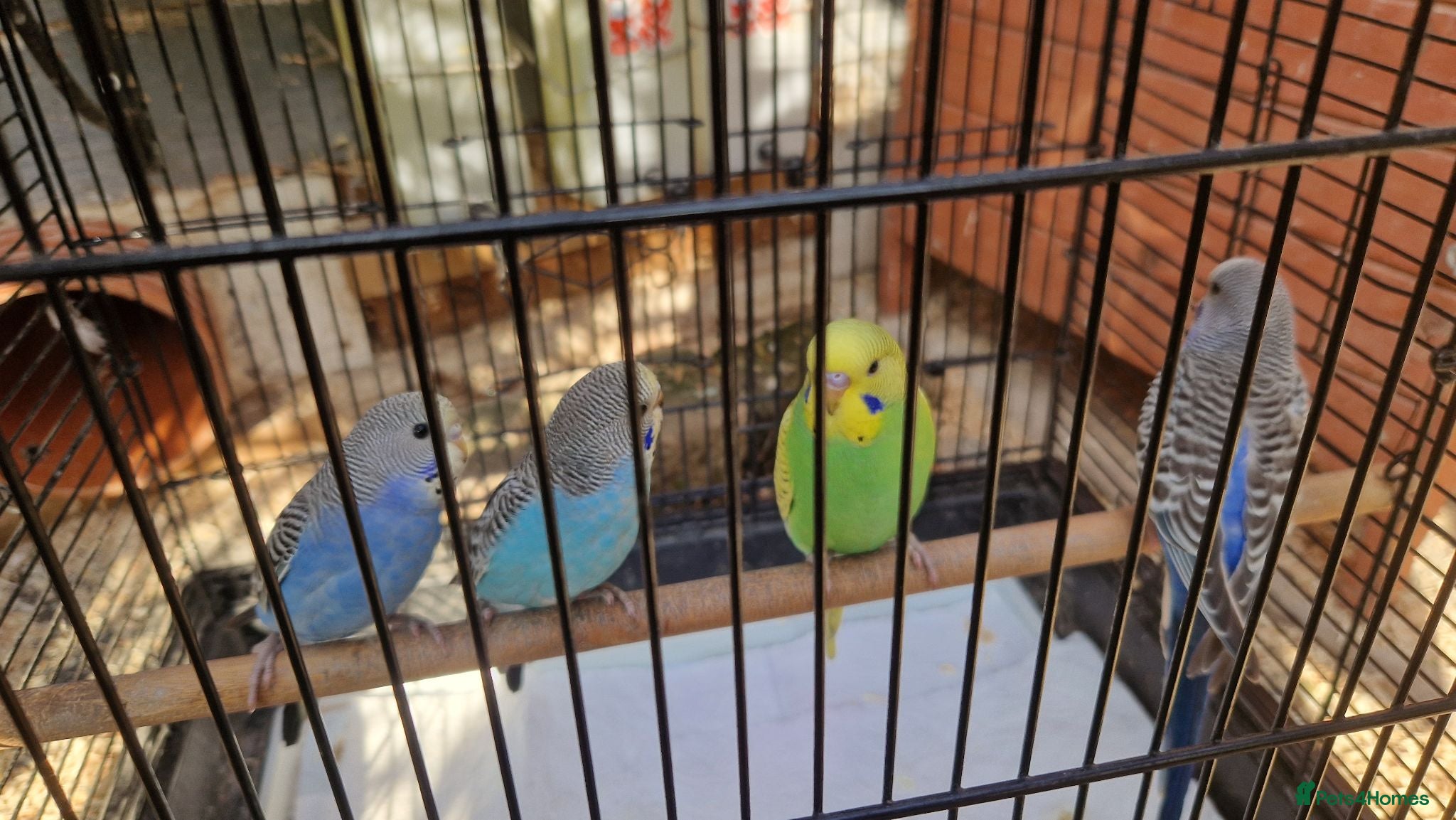 Budgerigars birds 4x budgie chicks £40 each ready now - Advert 1