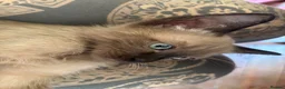 Tonkinese cats for sale: Exquisite Tonkdolls - Advert 23