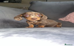 Miniature Dachshund dogs for sale: 5 gorgeous mini dachshund puppies - Image 17