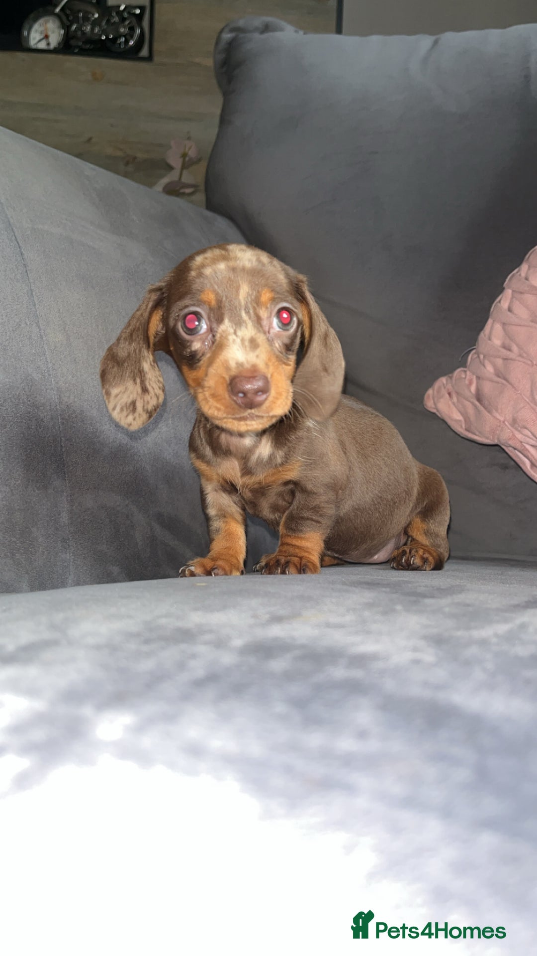 Miniature Dachshund dogs for sale: 5 gorgeous mini dachshund puppies - Image 17