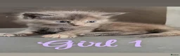 Mixed Breed cats for sale: RARE TURKISH ANGORA KITTENS - Advert 8