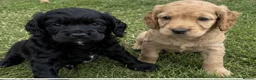Cocker Spaniel dogs for sale: 5⭐️ COCKER SPANIEL PUPPIES KC Reg VET Checked - Advert 4