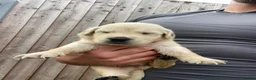 Golden Retriever dogs for sale: 🤍Cream / Platinum Golden Retriever Pups 🤍 - Advert 22