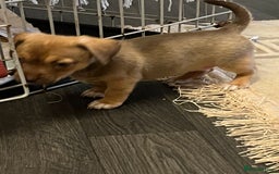 Chiweenie dogs for sale: Chi-weenies  - Image 6