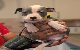 Staffordshire Bull Terrier dogs for sale: Blue/blue&white staffs - Image 8