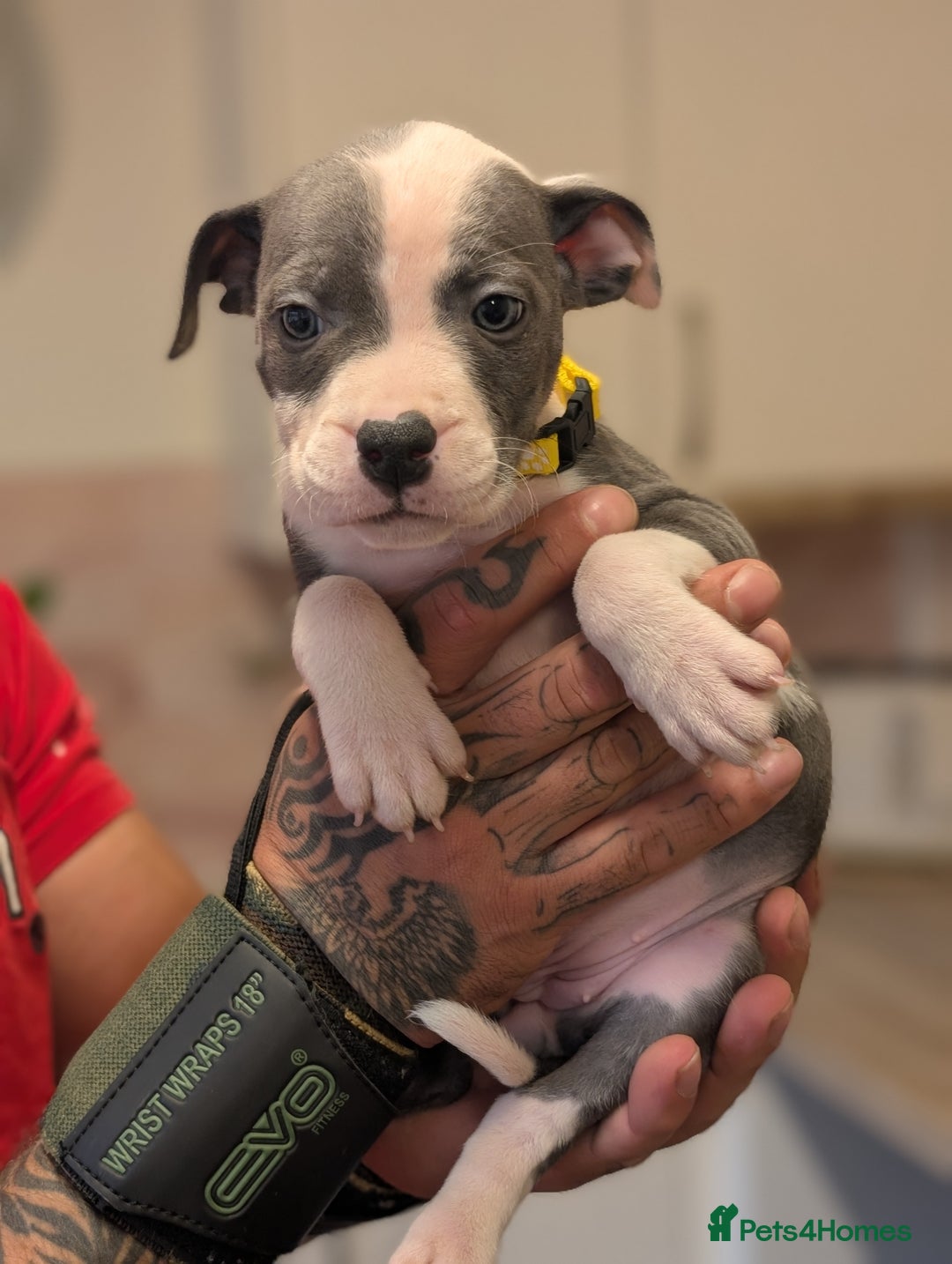Staffordshire Bull Terrier dogs for sale: Blue/blue&white staffs - Image 8