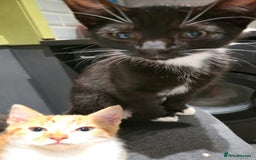 Mixed Breed cats for sale: Kittens for sale - Image 5