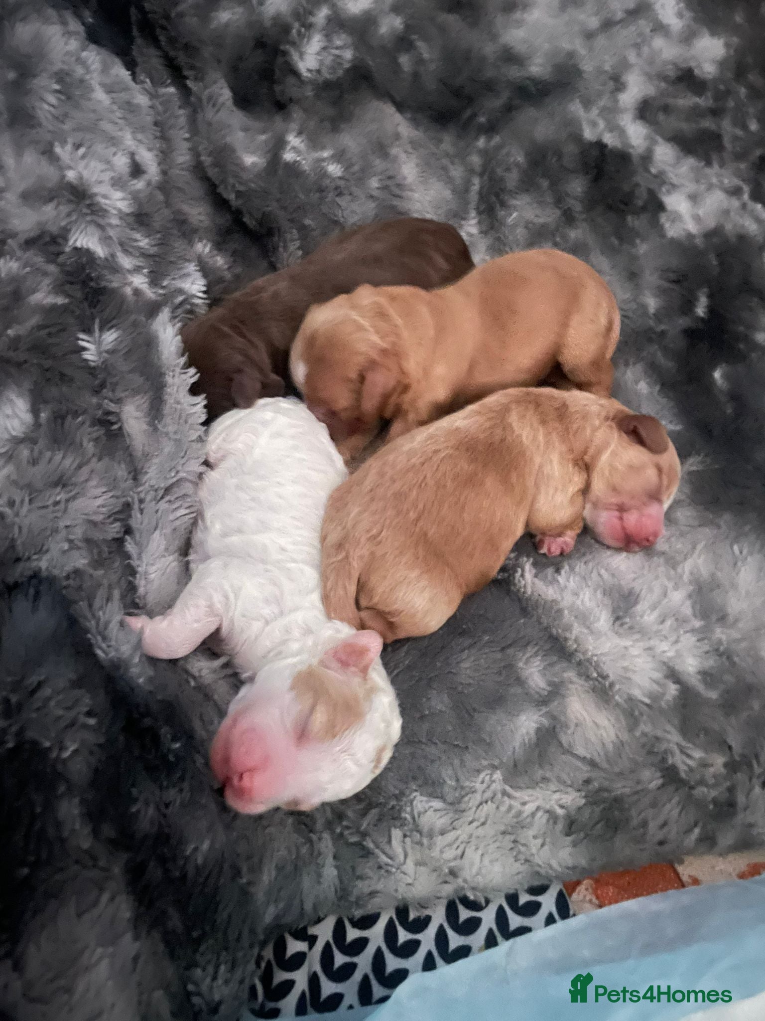Cockapoo dogs Miniature cockapoo pups for sale  - Advert 2