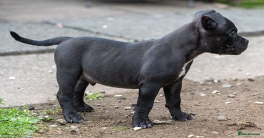 American Bully dogs in Wolverhampton - Advert 7