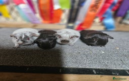 Guinea Pig rodents for sale: Baby boy guinea pigs £40 pair - Image 7