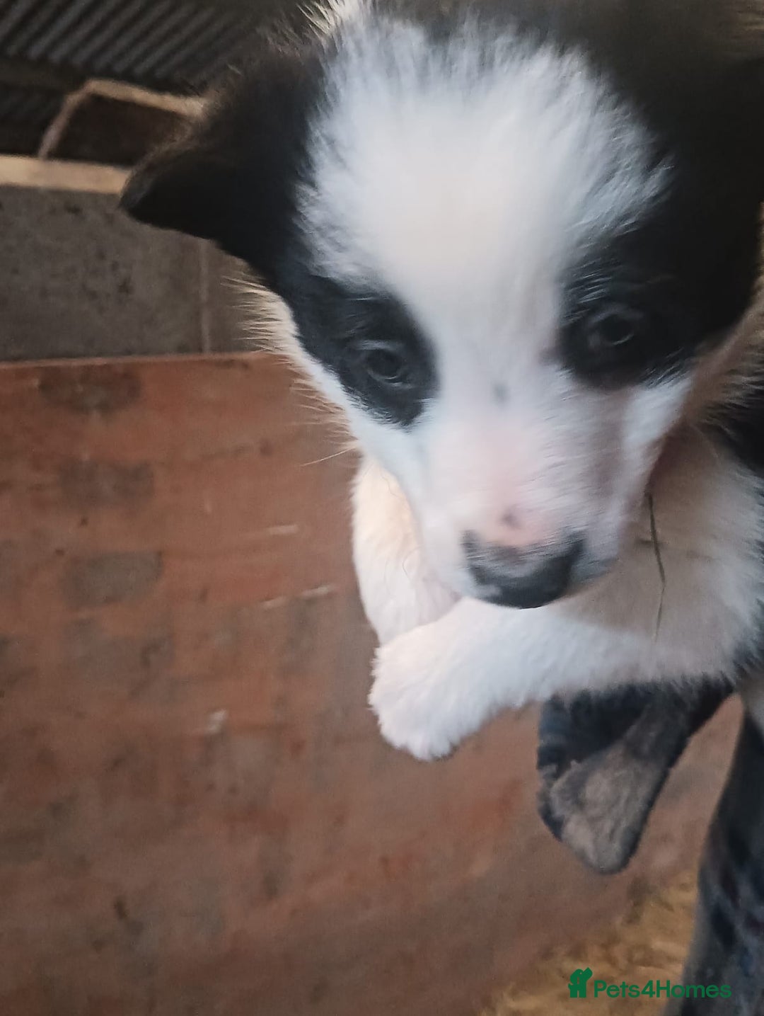 Border Collie dogs for sale: Border Collie puppies for sale  - Advert 7