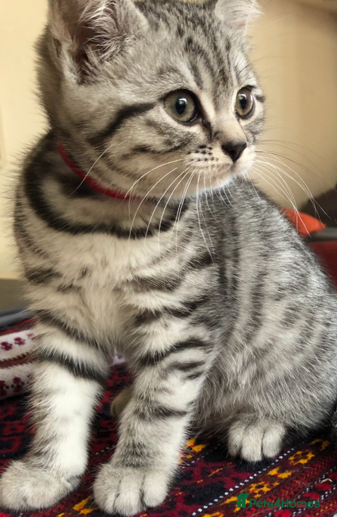 British Shorthair cats for sale: GCCF REGISTERED CHAMPION LINES SILVER SPOTTED BSH - Image 11