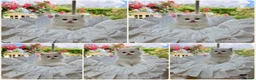 Ragdoll cats for sale: PET only boys  - Advert 6