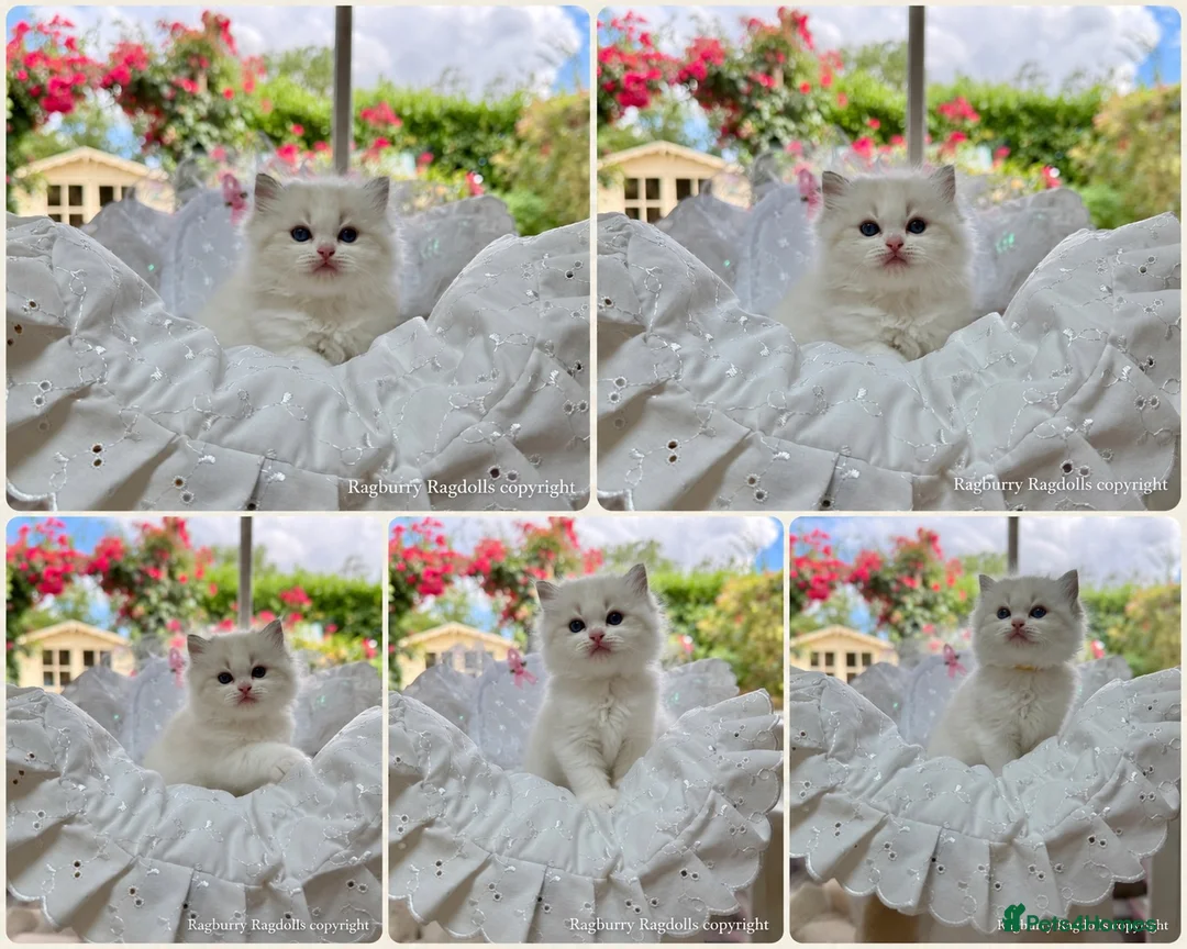 Ragdoll cats for sale: READY TO GO 1 left  (£900) available(TIMEWASTERS)  - Advert 35