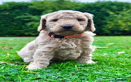 Mini Goldendoodle dogs for sale: Goldendoodle Puppies F2– Therapy & Support Dog Mum - Image 11