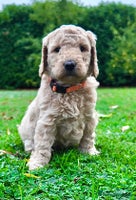 Mini Goldendoodle dogs - Advert 4