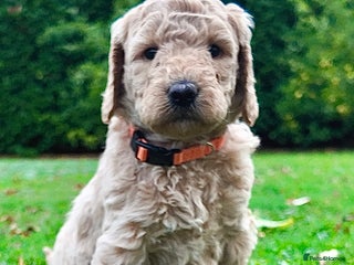 Mini Goldendoodle dogs - Advert 2