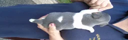 Jack Russell dogs for sale: Tri coloured JackRussell Terriers for sale - Advert 13