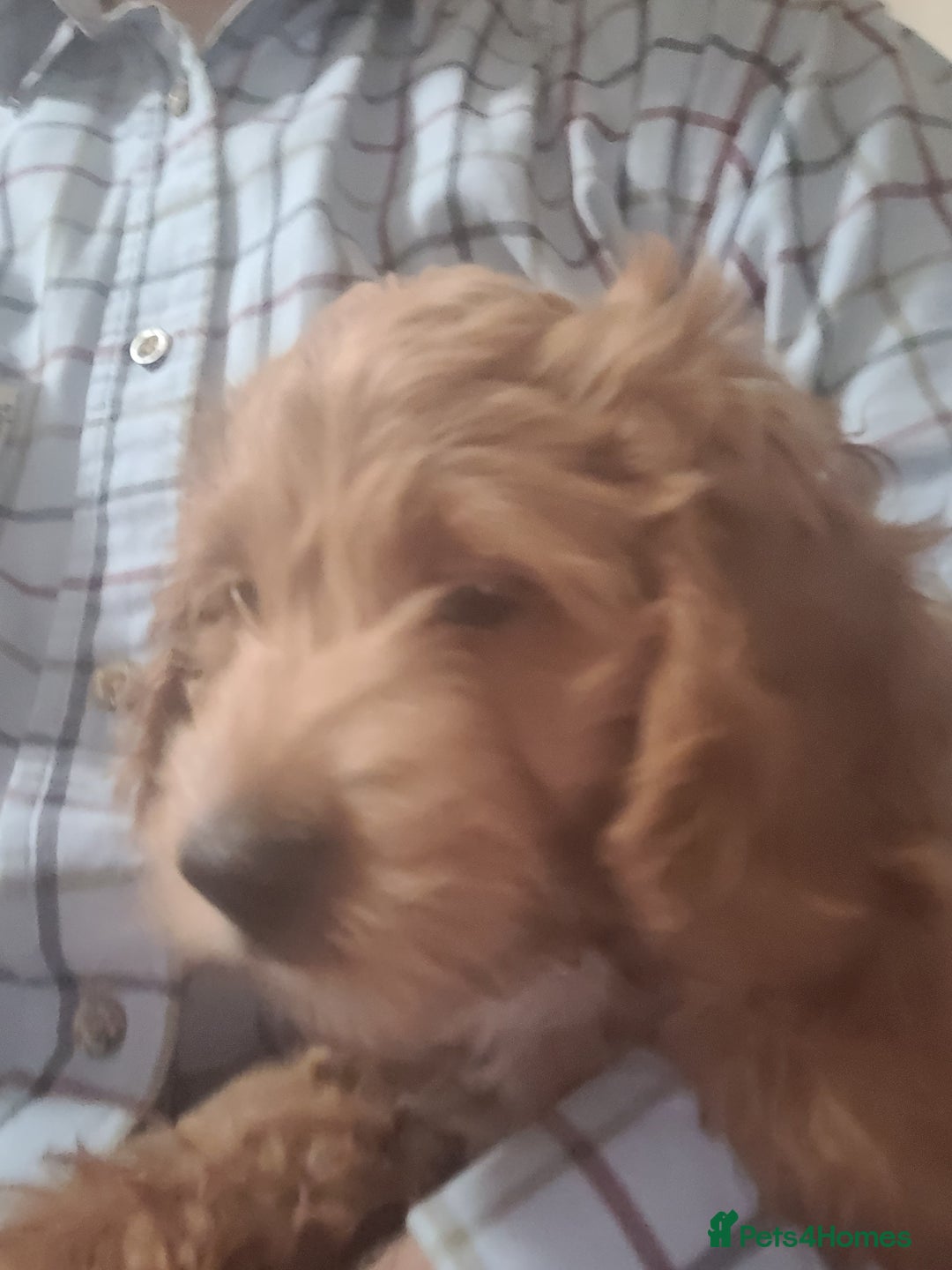 Cockapoo dogs for sale: Cockapoo pups  - Image 5