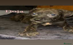 Presa Canario dogs for sale: Beautiful presa canario puppies!! - Advert 19