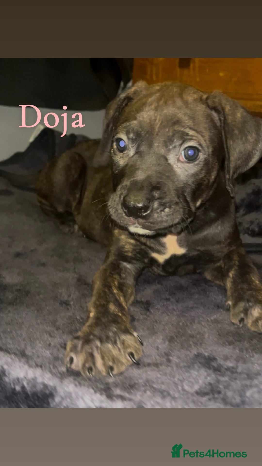 Presa Canario dogs for sale: Beautiful presa canario puppies!! - Advert 19