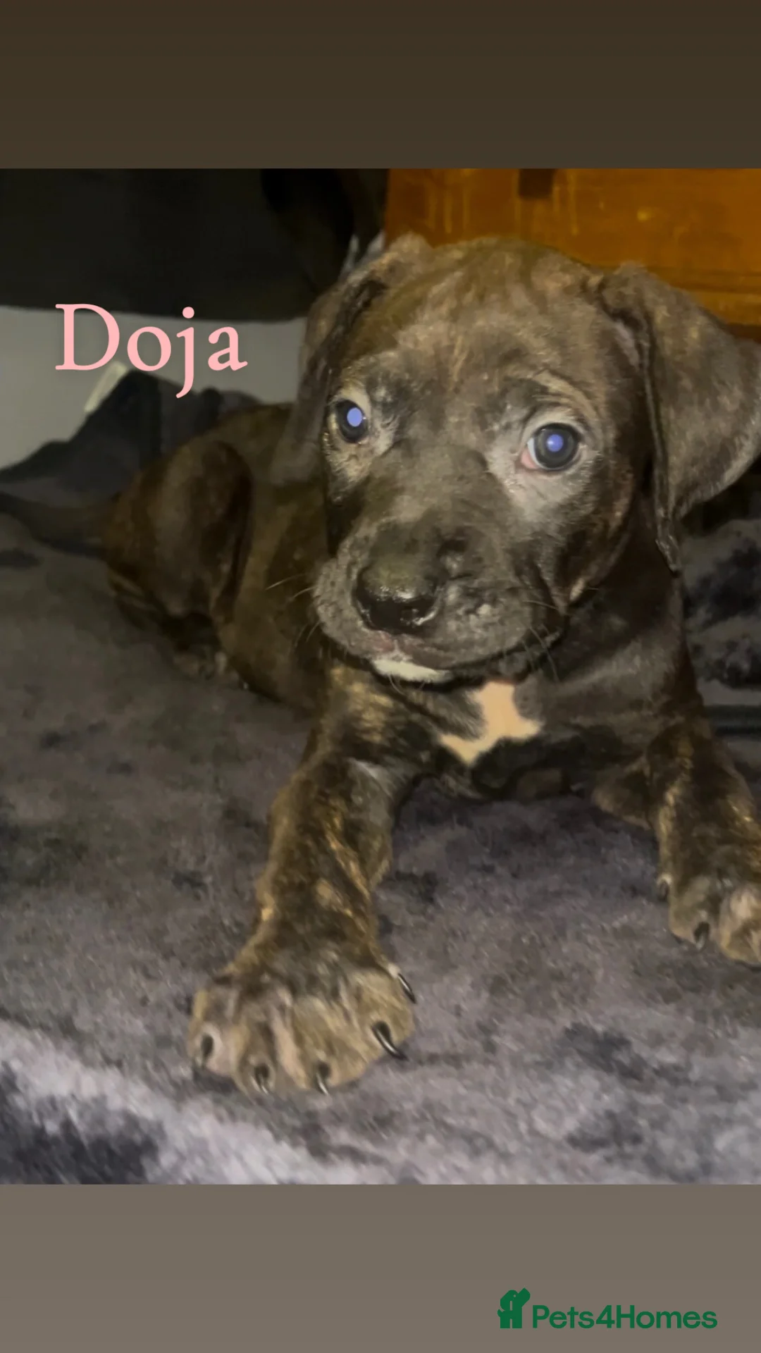 Presa Canario dogs for sale: Beautiful presa canario puppies!! - Advert 19
