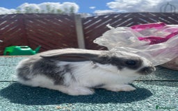 English Lop rabbits for sale: Beautiful bunnies in Pontefract - Image 7