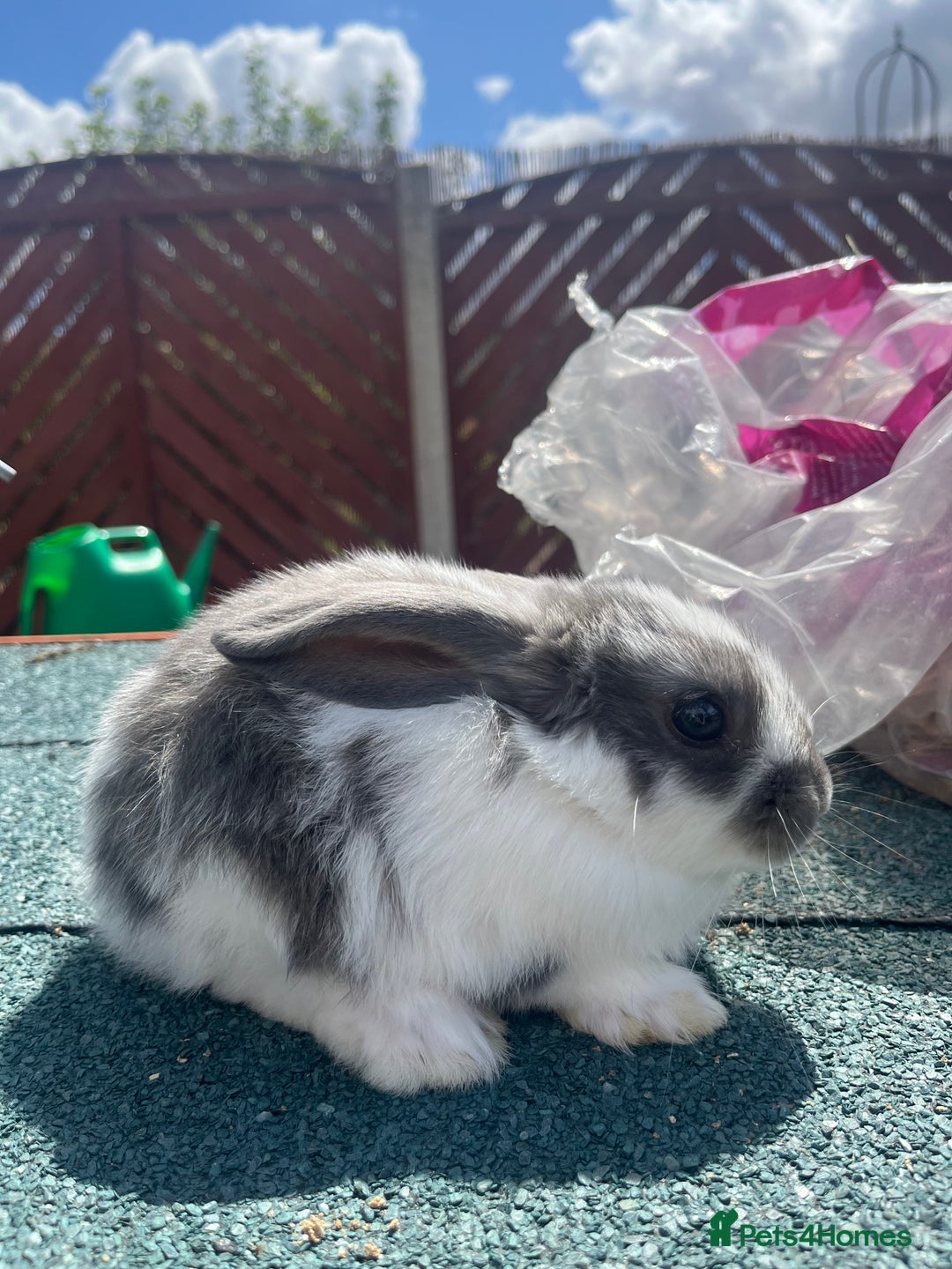 English Lop rabbits for sale: Beautiful bunnies in Pontefract - Image 7