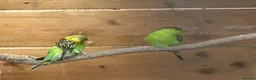 Budgerigars birds for sale: Wild type green budgies  - Advert 3
