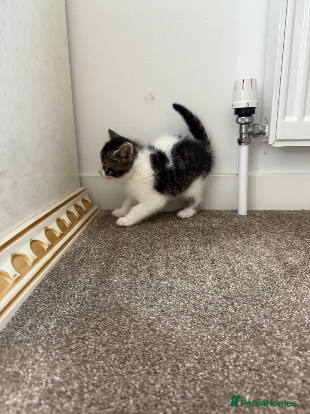 Mixed Breed cats for sale: Beautiful kittens for sale  - Advert 6