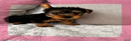 Yorkshire Terrier dogs for sale: Yorkshire terrier puppies  - Advert 7