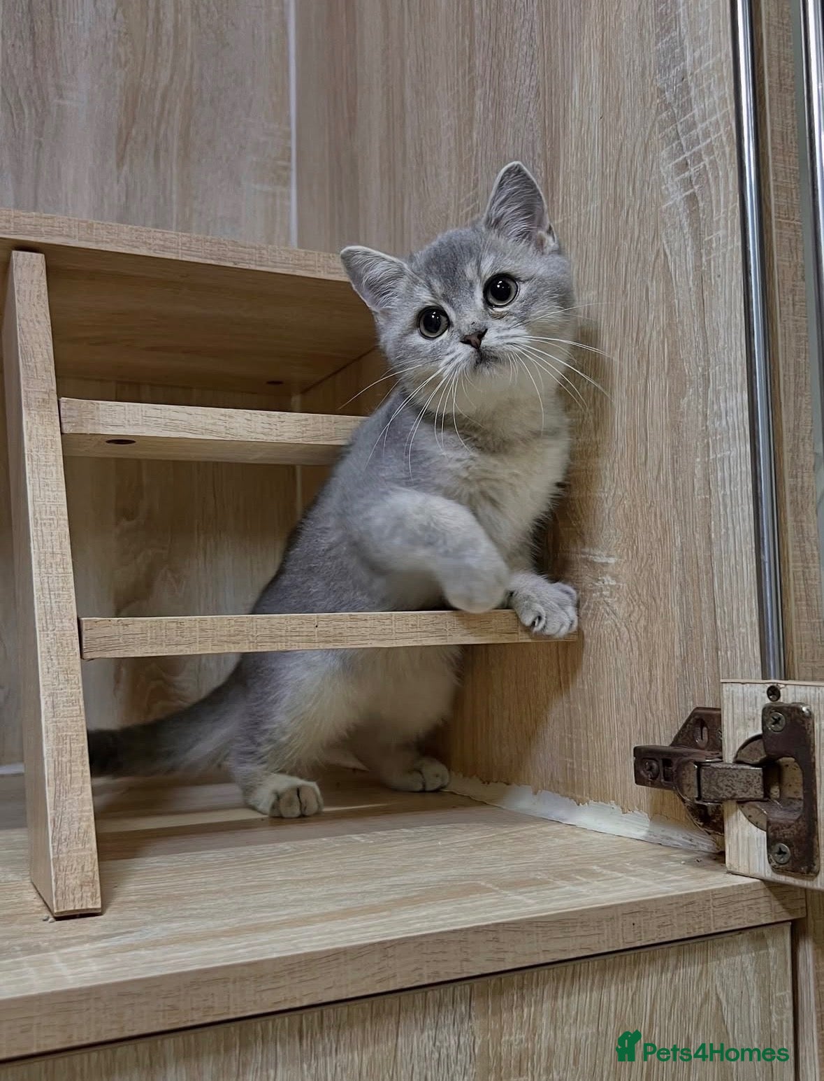 British Shorthair cats Blue Silver Shaded British Shorthair Kittens  - Advert 2