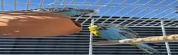 Budgerigars birds for sale: Budgies with full setup,8 months  - Advert 2
