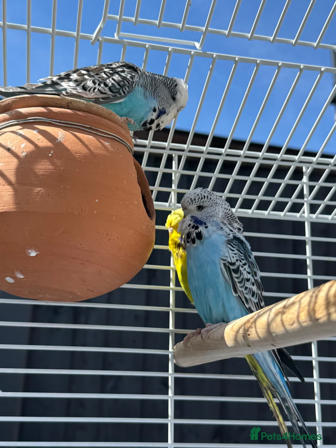 Budgerigars birds for sale: Budgies with full setup,8 months  - Advert 2