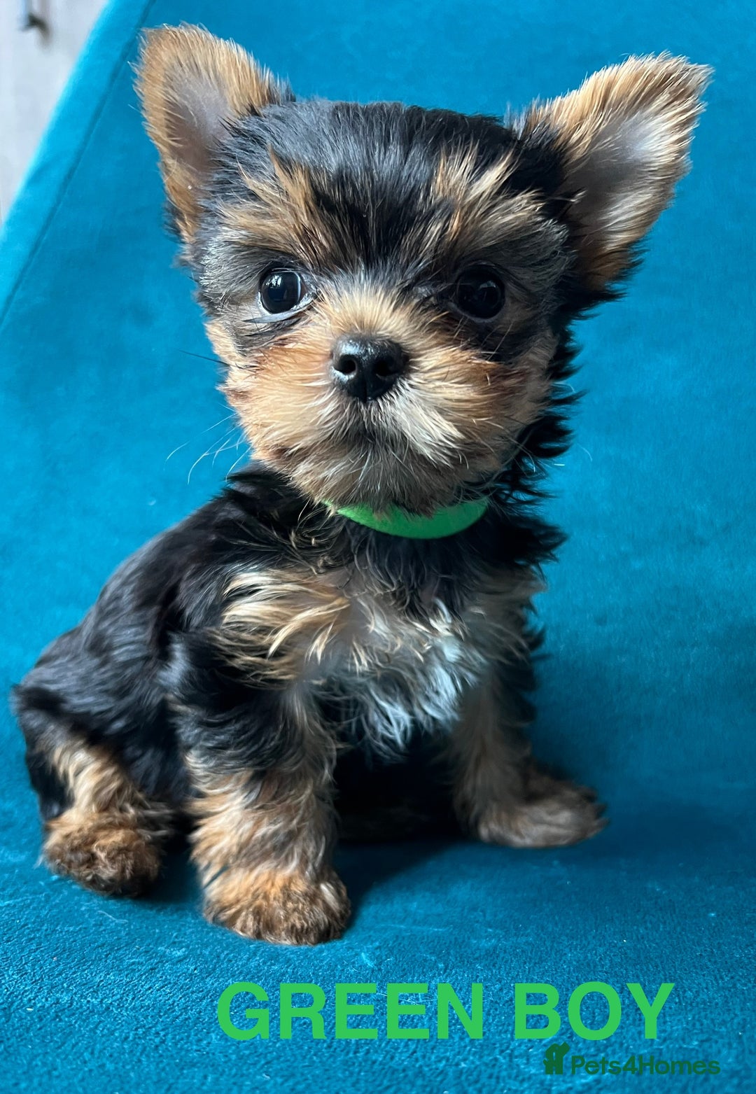 Yorkshire Terrier dogs for sale: Baby face mini pedigree YORKIE pups - Image 14