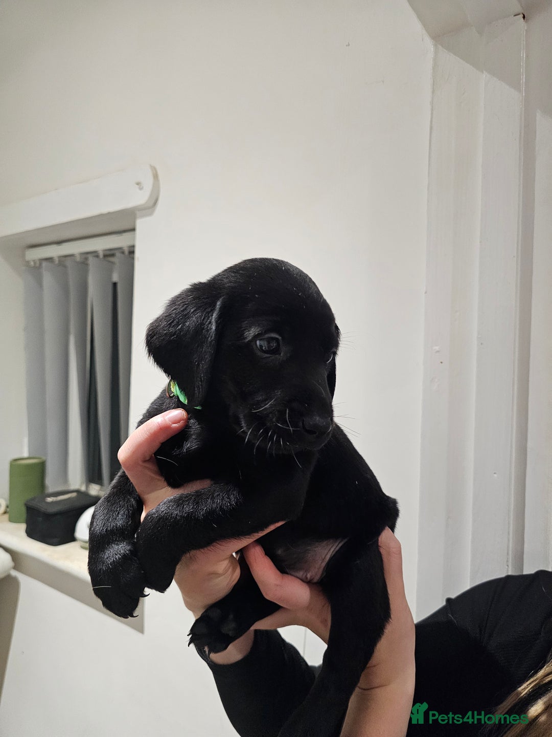 Labrador Retriever dogs for sale: 🐕3 pedigree labs remaing 🐕 - Advert 5