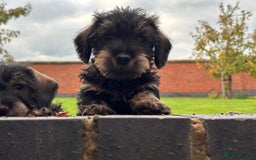 Miniature Dachshund dogs for sale: Wire Haired KC Miniature Dachshund  - Image 6