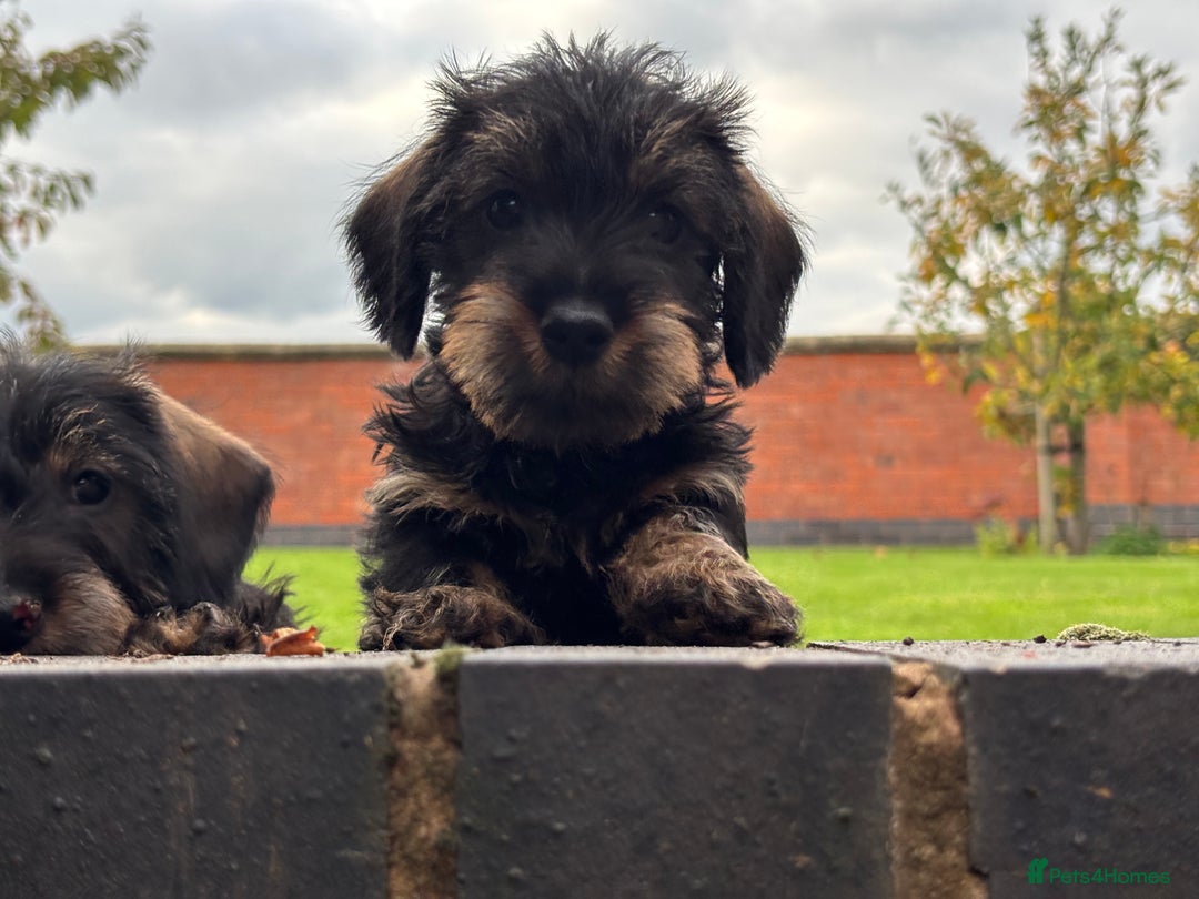 Miniature Dachshund dogs for sale: Wire Haired KC Miniature Dachshund  - Image 6
