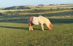 Shetland pony horses for sale: Two Shetland ponies to go together - Advert 2