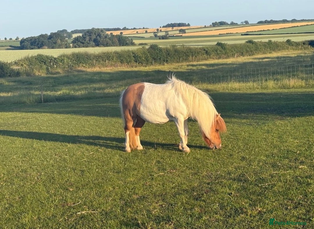 Shetland pony horses for sale: Two Shetland ponies to go together - Advert 2