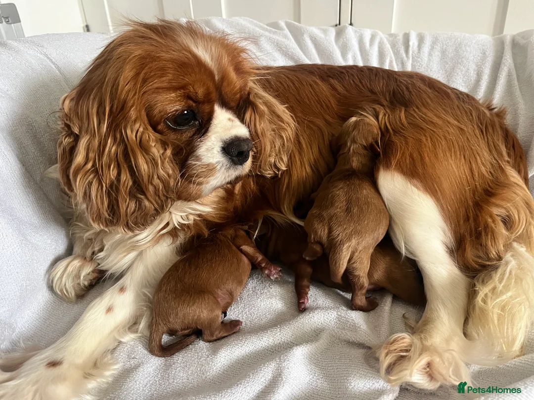 Toy Poodle dogs for stud: William of Worcestershire Small miniature Poodle in Evesham - Advert 10