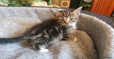 Mixed Breed cats - Advert 10