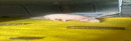 Guinea Pig rodents for sale: Male skinny pig  - Advert 2