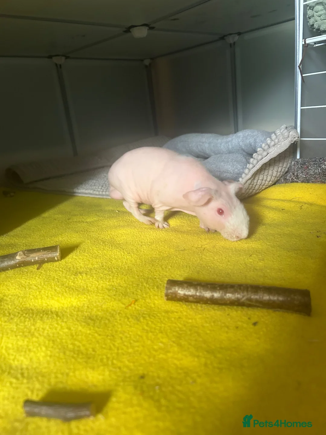 Guinea Pig rodents for sale: Male skinny pig  - Advert 2