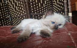 Ragdoll cats for sale: 1 sweet Ragdoll boy looks for a loving family  - Image 17