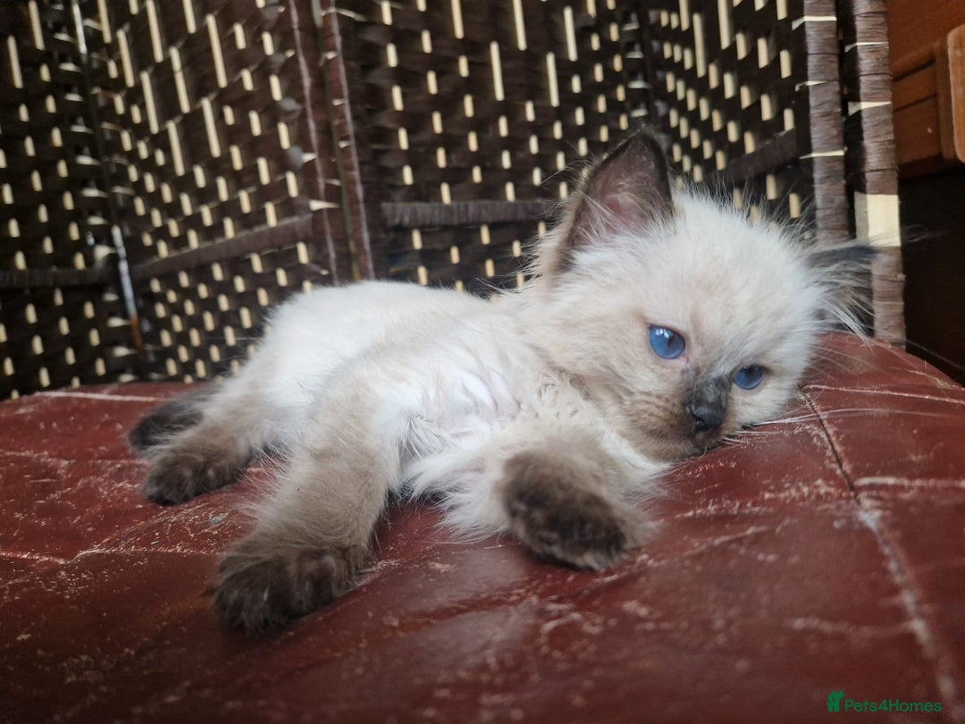 Ragdoll cats for sale: 1 sweet Ragdoll boy looks for a loving family  - Image 17