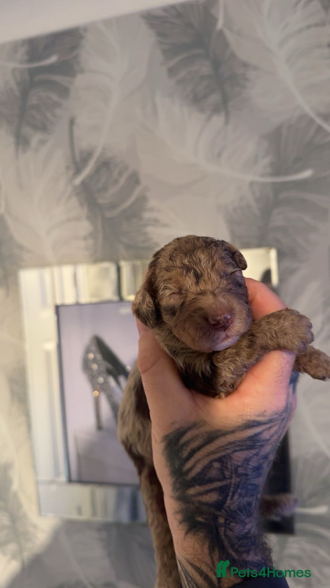 Cockapoo dogs for sale: Stunning F1b Merle cockapoos  - Advert 3